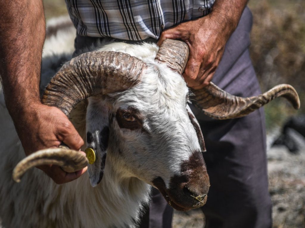 Eid Al-Adha,Festival of Sacrifice,Faith,Prophet Ibrahim,Ismail - Eid Al-Adha: The Festival of Sacrifice and Faith - IJAAZAH The Sacrificial Ritual - Eid Al-Adha